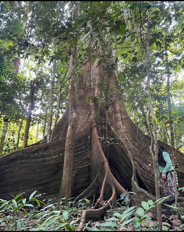 Why choose El Sol Ayahuasca Retreats